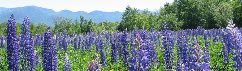 white mountains lupines-150000-edited